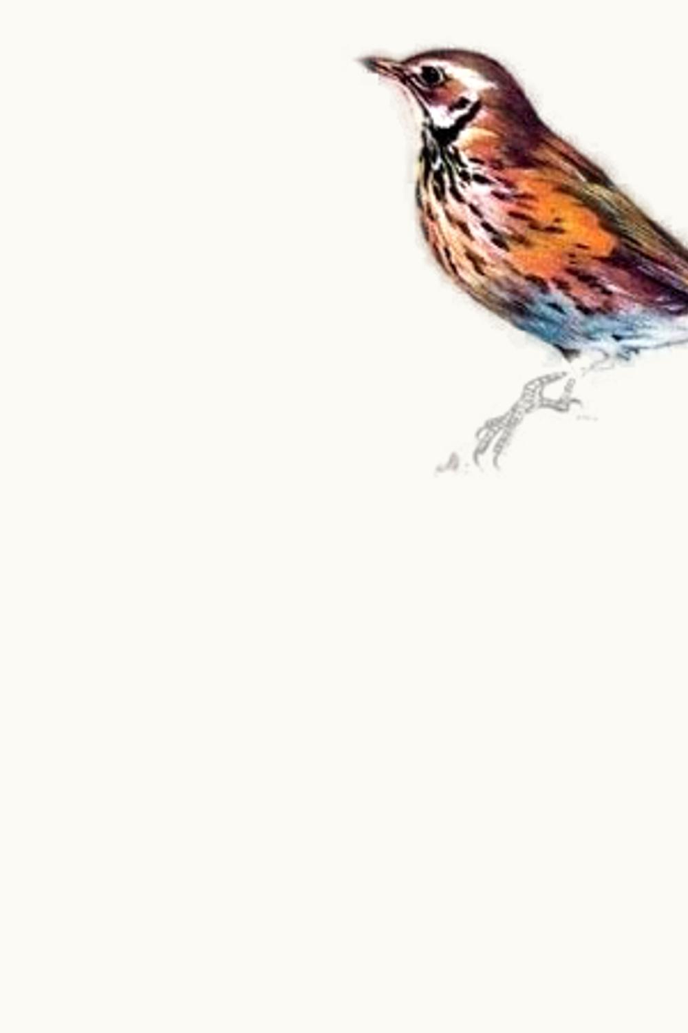 George Duboeuf Jean Claude Debeaune Belle Grives Morgon, 2011