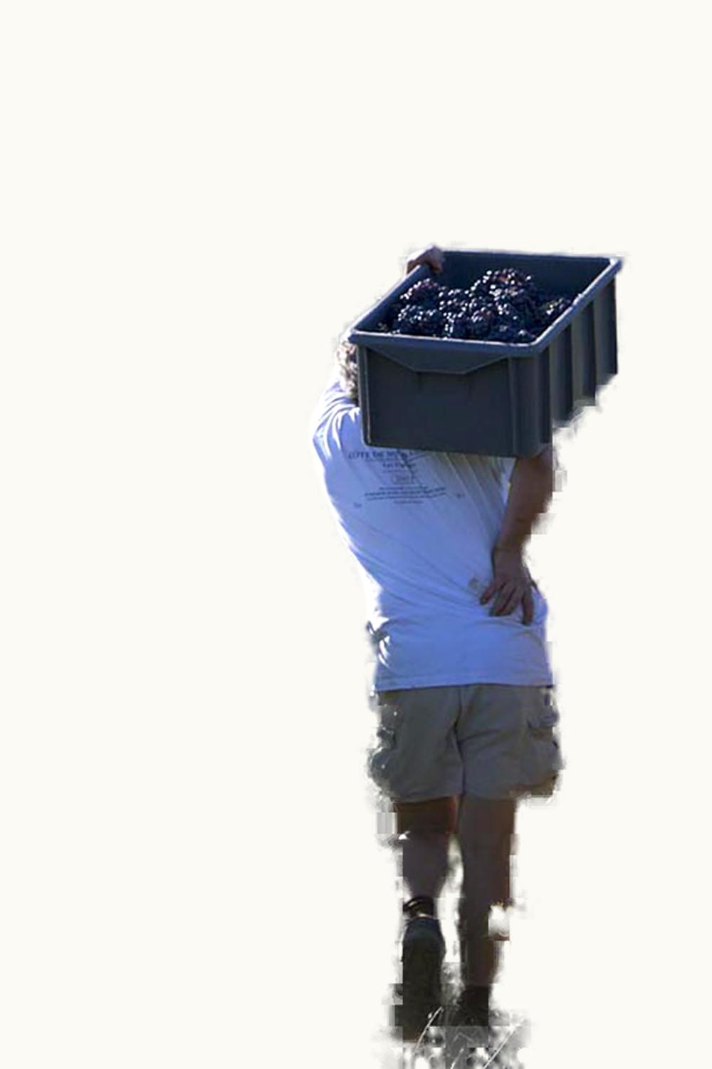 Domaine Jean-Jacques Confuron Domaine Jean-Jacques Confuron Chambolle-Musigny Cote de Nuit Burgundy, 2022