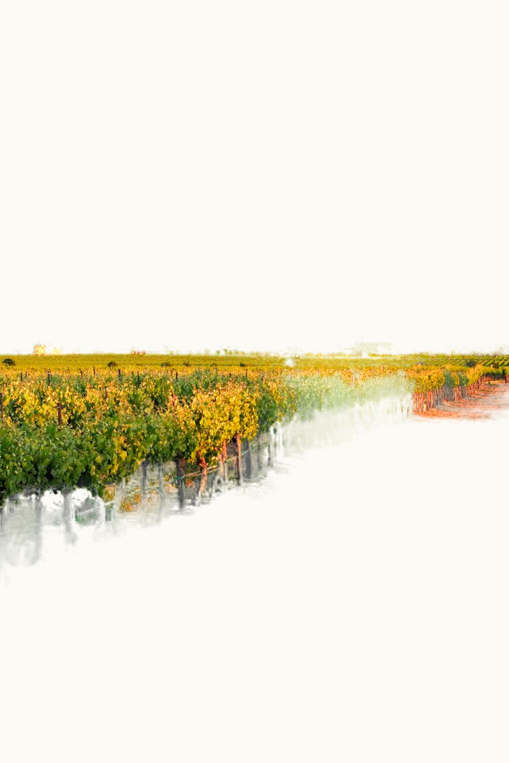 Fenestra Fenestra Zinfandel, 1991