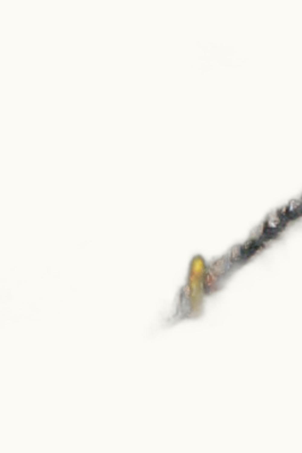 Weingut Guts Hermannsberg Weingut Guts Hermannsberg Niederhausen Hermannshöhle Riesling Beerenauslese Gold Cap, 1999