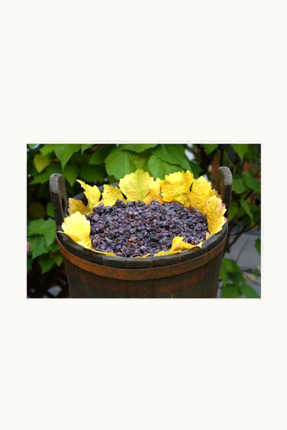 Joseph Friedrich Joseph Friedrich Schwarz Riesling Kabinett, 1991