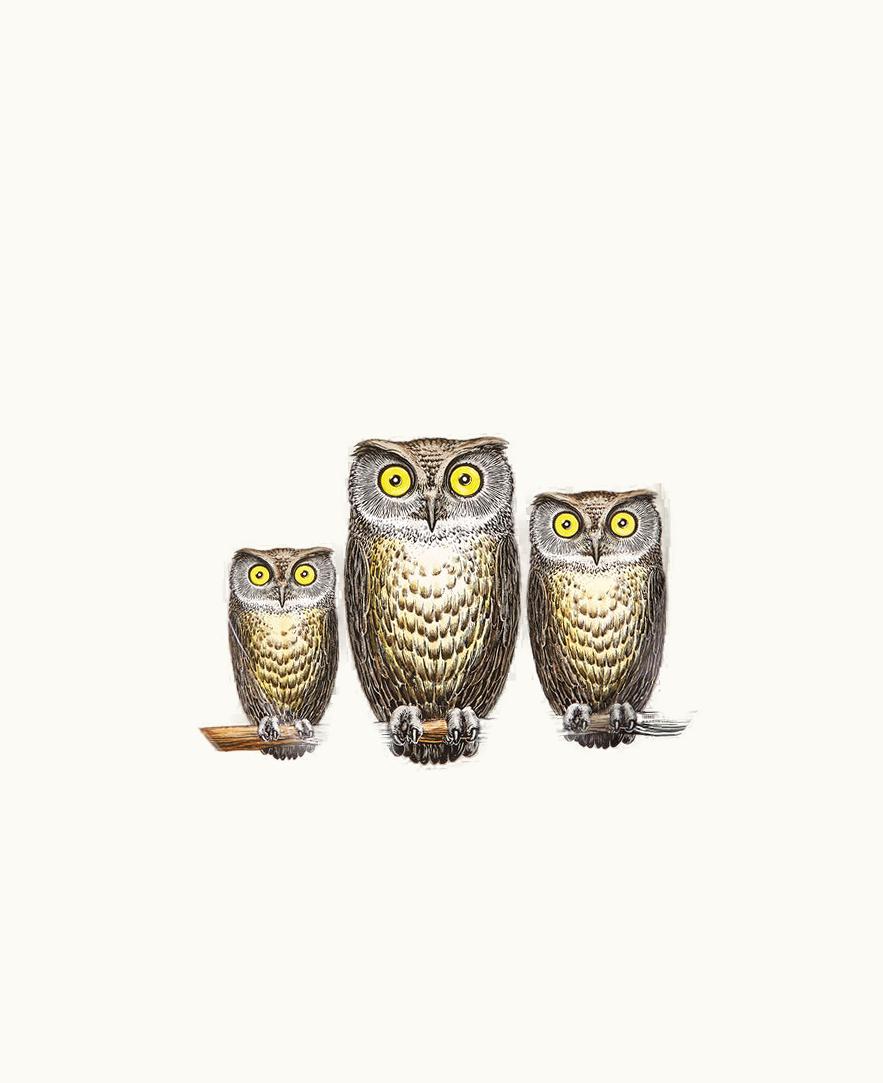 Fornasetti Fornasetti Tray Civette In Multicolour C26Y502FOR21BIA