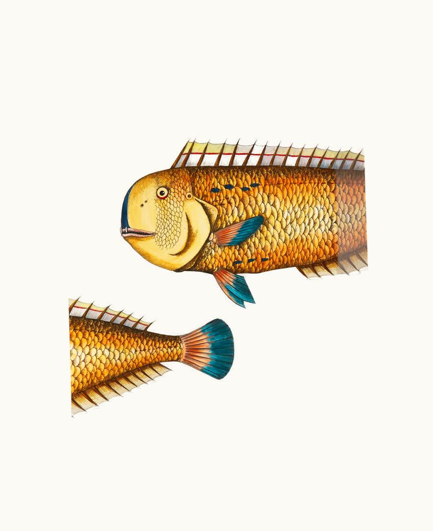 Fornasetti Fornasetti Tray Pesce Lampuga In Multicolour